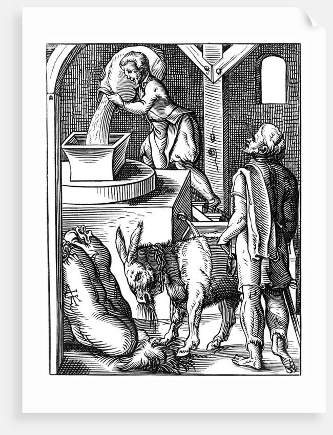 16th century miller by Anonymous