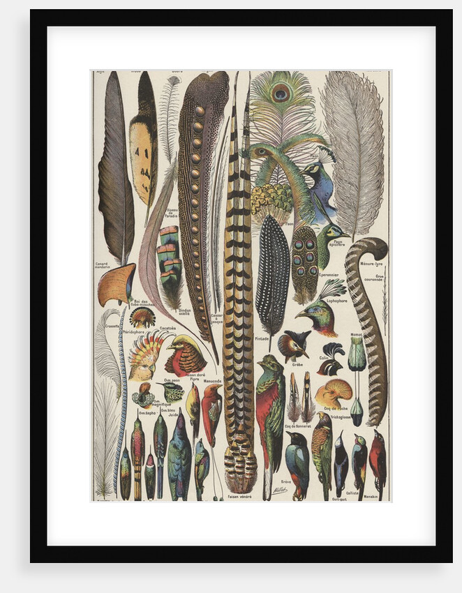 Feathers and bird specimens by Anonymous