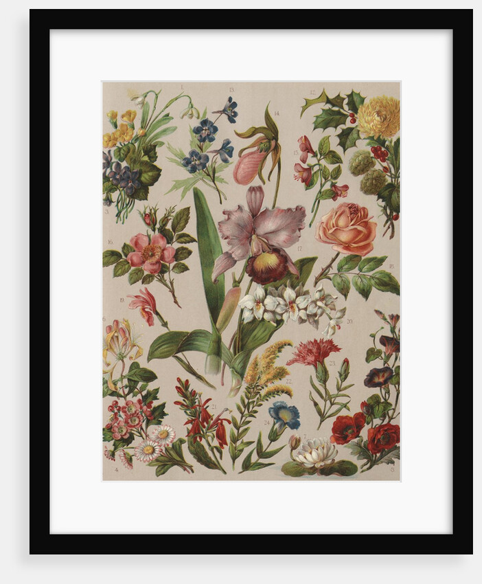 Familiar Flowering Plants by Anonymous