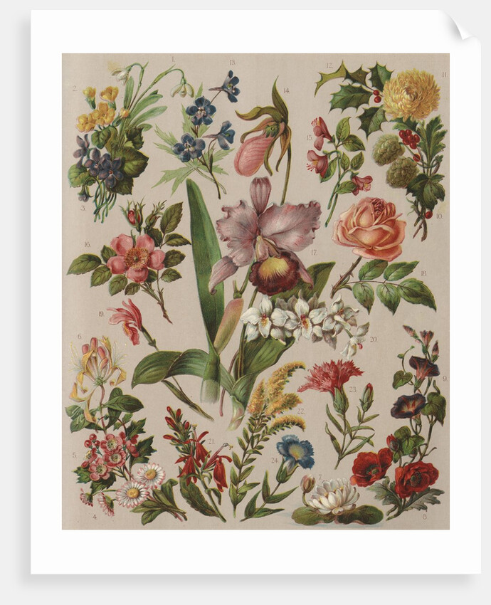 Familiar Flowering Plants by Anonymous