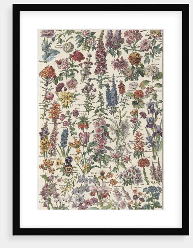 Flowers by Anonymous