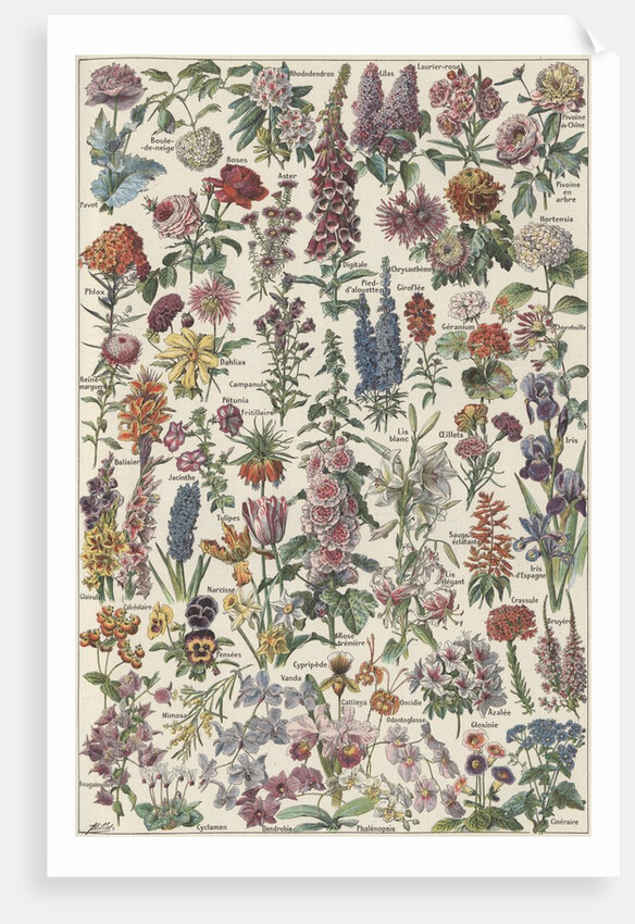 Flowers by Anonymous