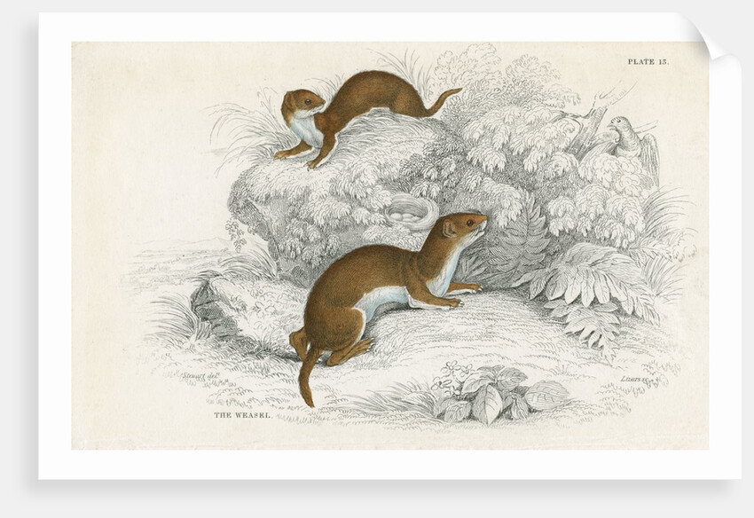 Weasels by Anonymous