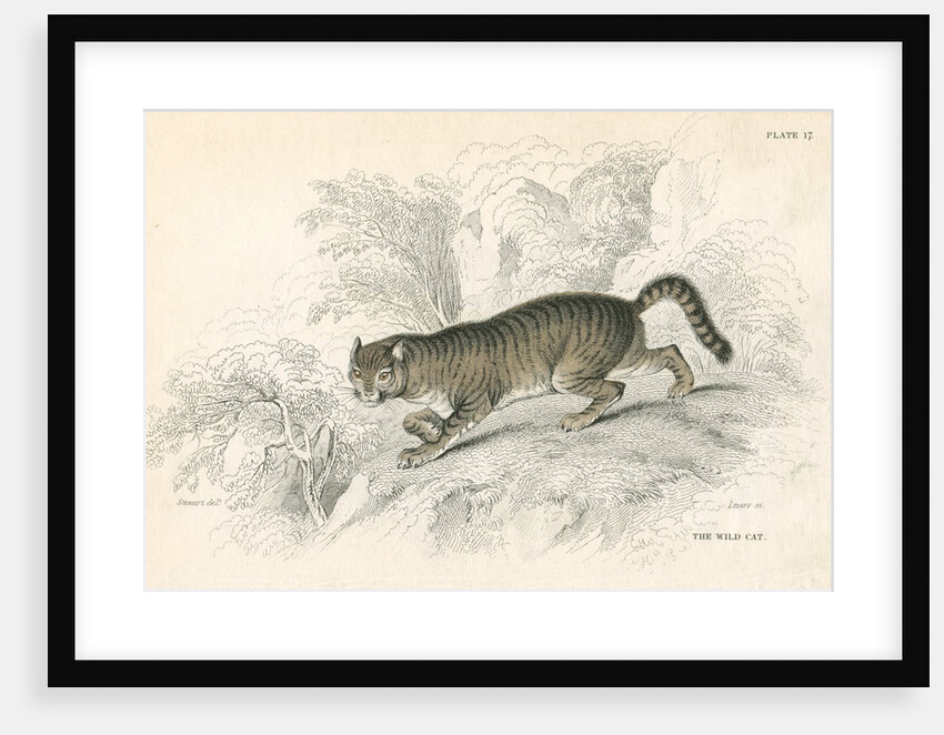 European wild cat by Anonymous
