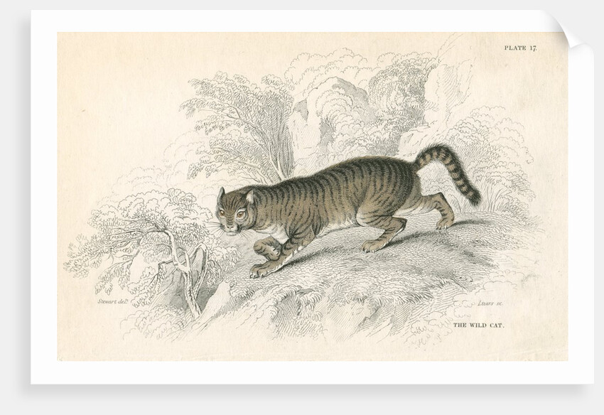 European wild cat by Anonymous