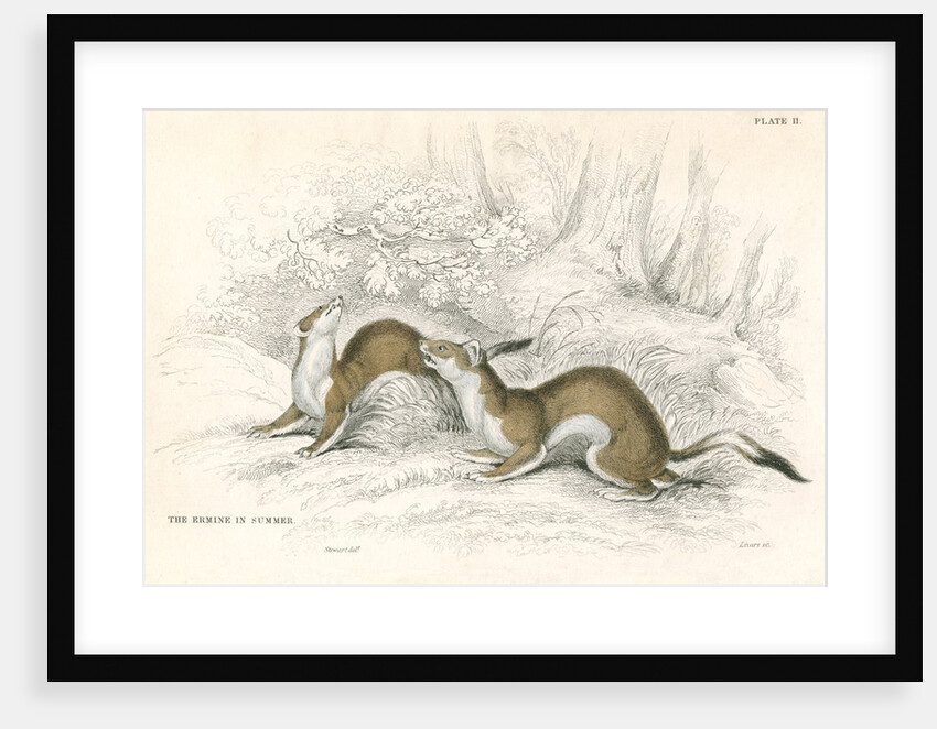 The ermine in summer by Anonymous