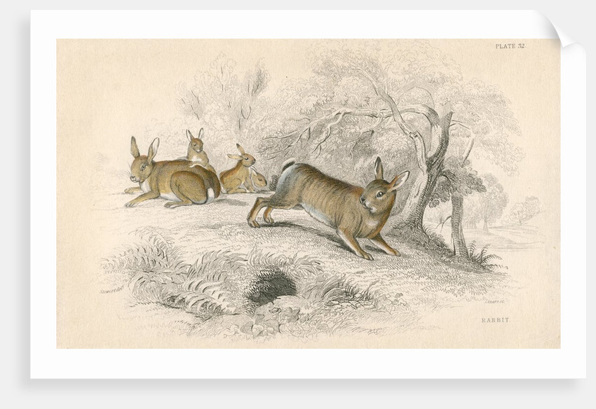Rabbits by Anonymous