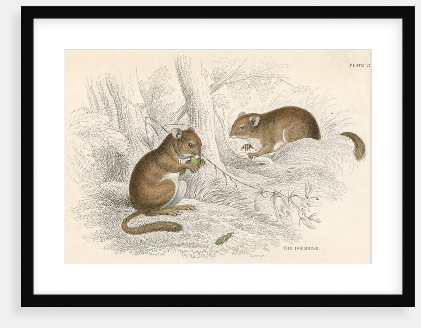Common dormouse by Anonymous