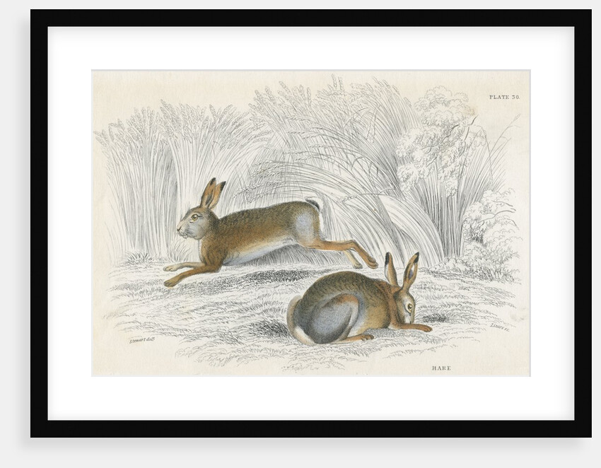 Two hares by Anonymous