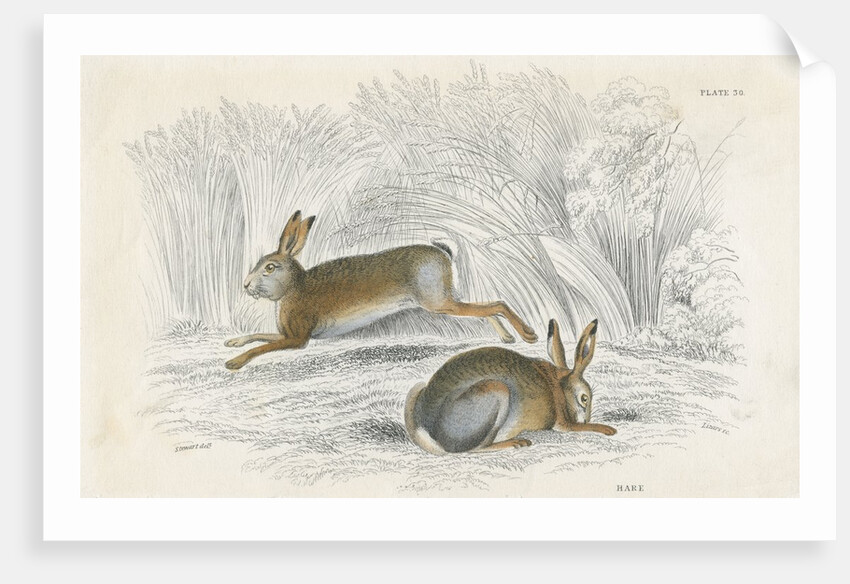 Two hares by Anonymous