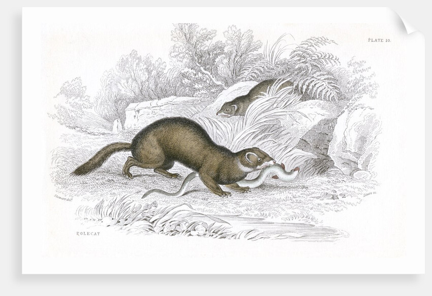 Polecats by Anonymous