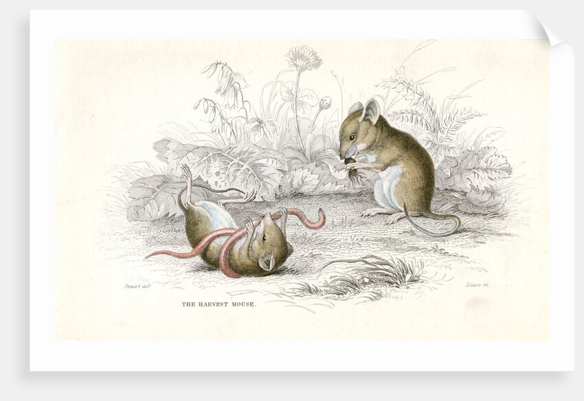 Harvest mice by Anonymous