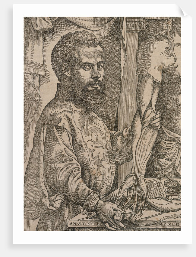Andreas Vesalius dissecting the muscles of cadaver by Anonymous