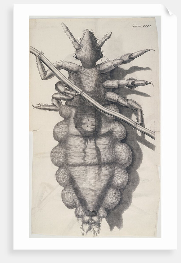 Louse on human hair by Anonymous