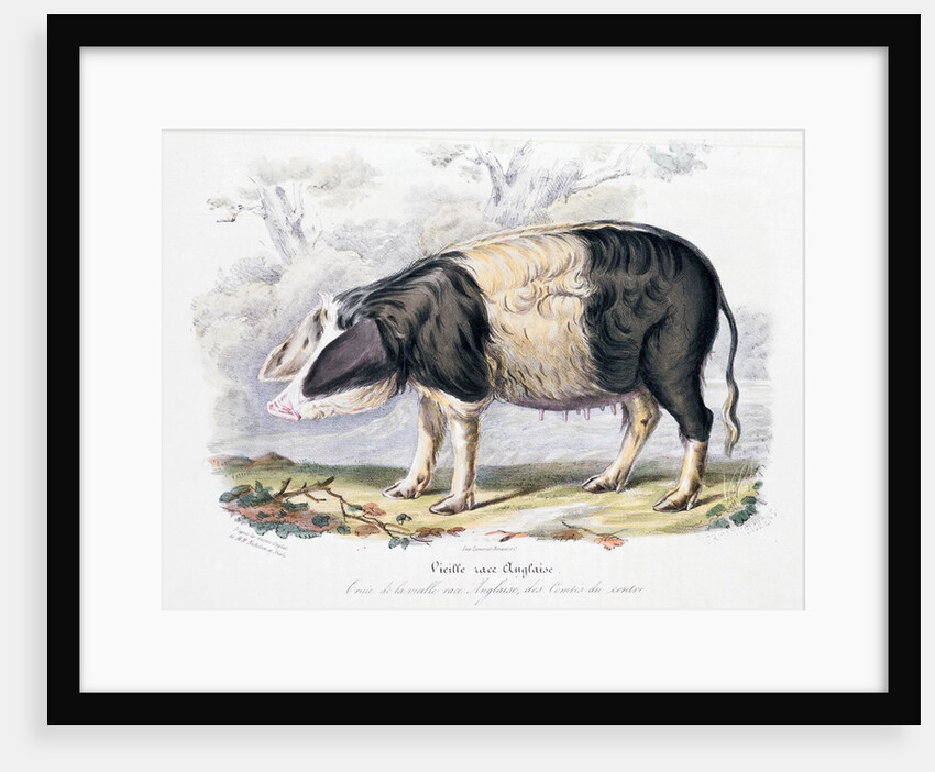 Old English breed of pig by Anonymous