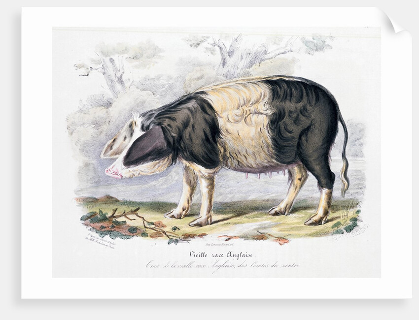 Old English breed of pig by Anonymous