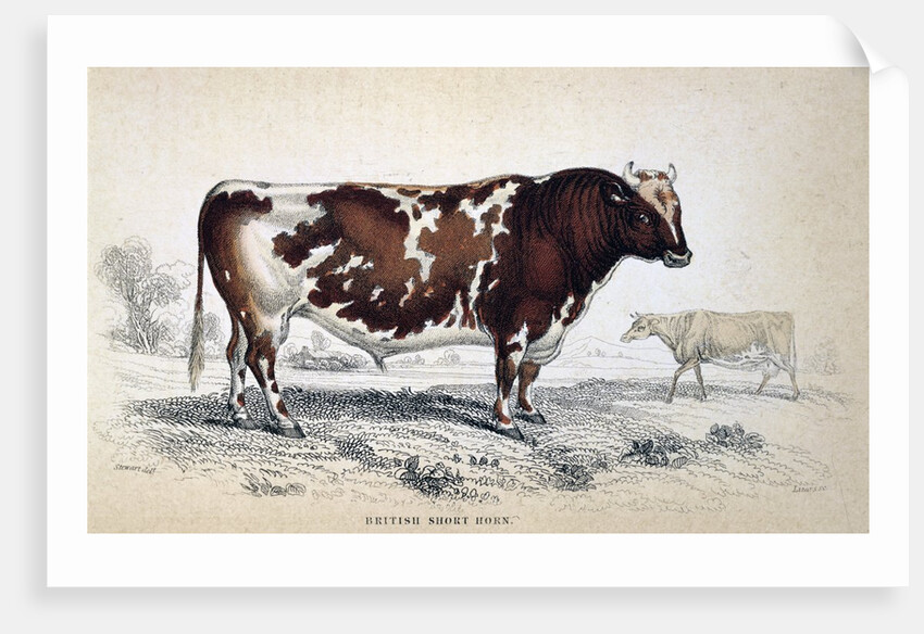 British Short Horn by Anonymous