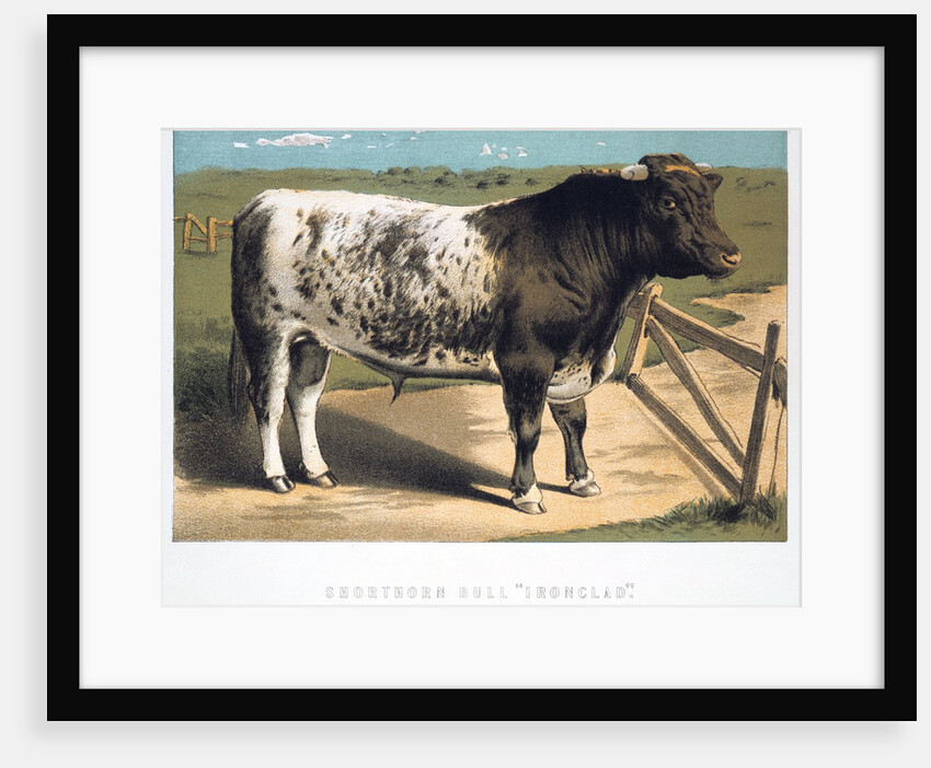 Shorthorn Bull 'Ironclad' by Anonymous