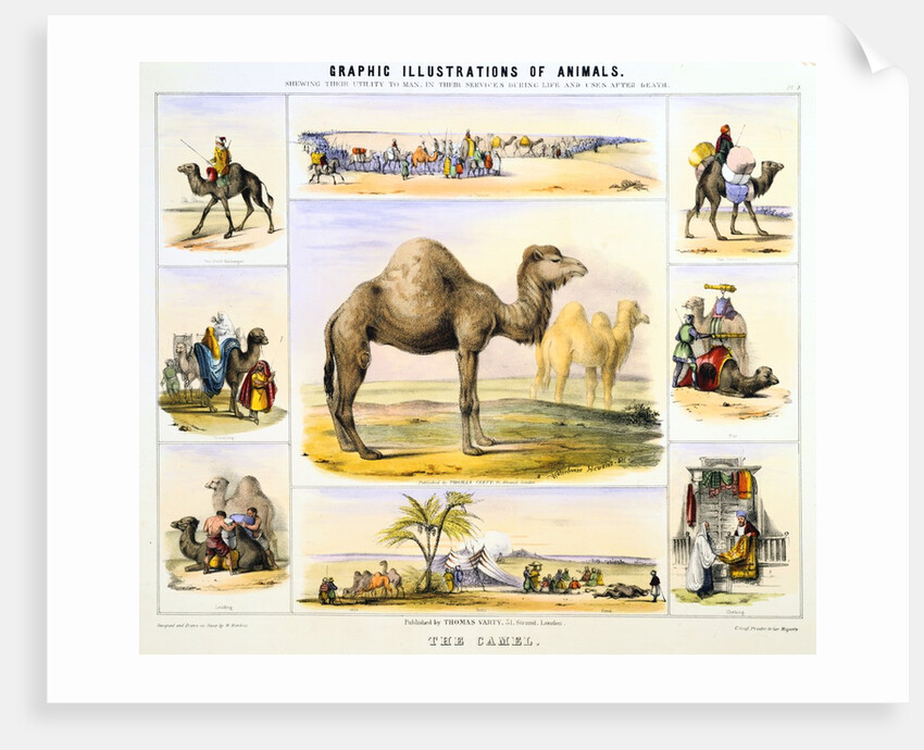 Camels and their uses by Anonymous