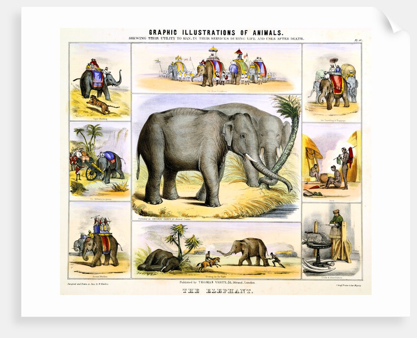 Elephants and their uses by Anonymous