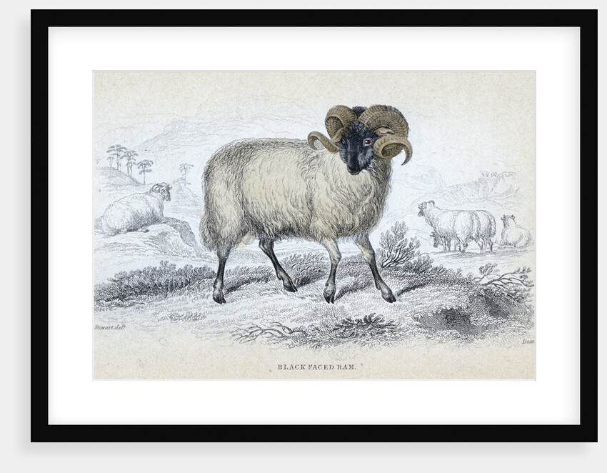 Black Faced Ram by Anonymous