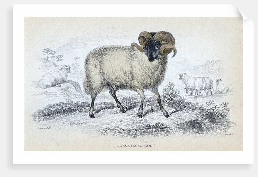 Black Faced Ram by Anonymous