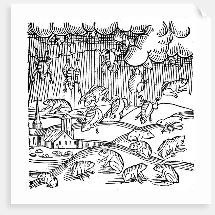 Rain of frogs recorded in 1355 by Anonymous