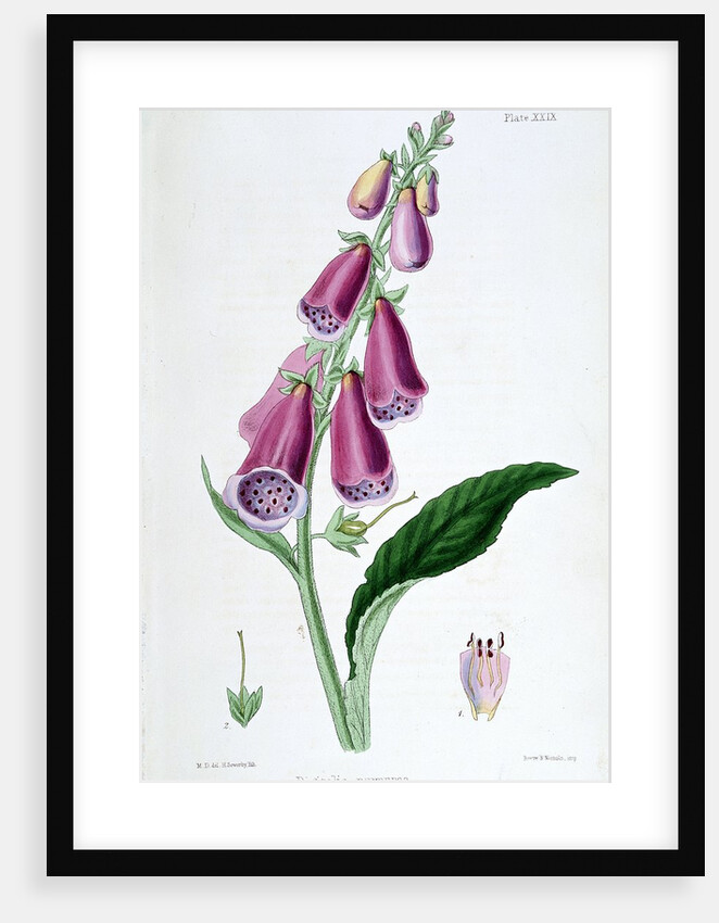 Foxglove by Anonymous