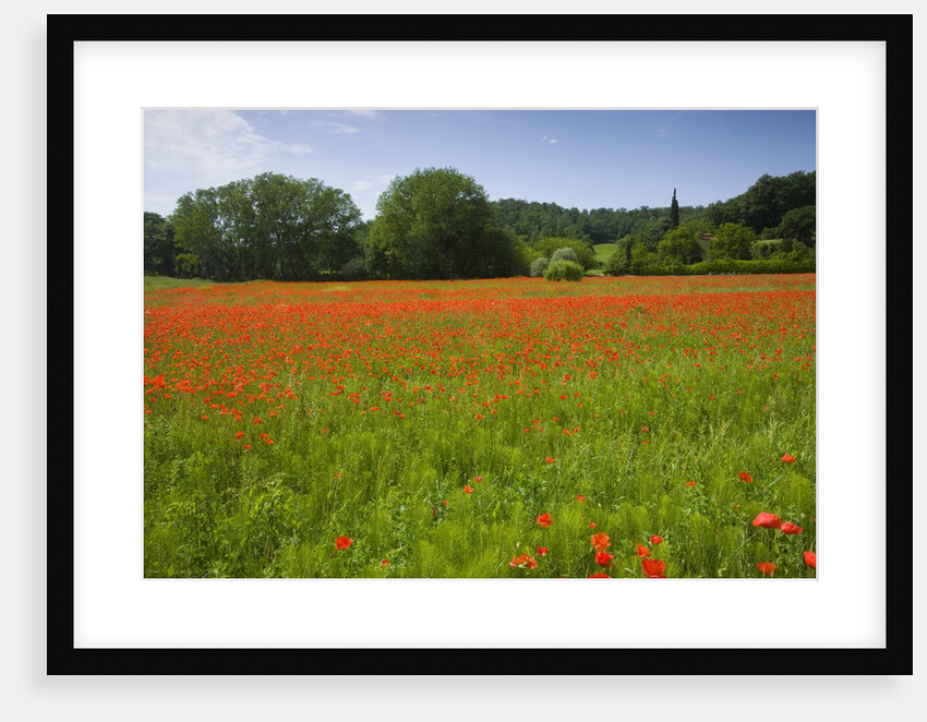 Poppy field, Chiusi, Italy by Anonymous