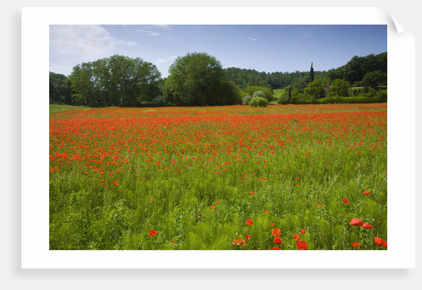 Poppy field, Chiusi, Italy by Anonymous