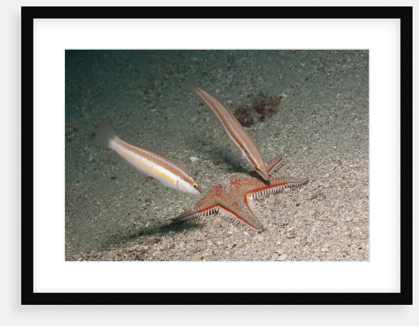 Juvenile Rainbow Wrasses by Anonymous