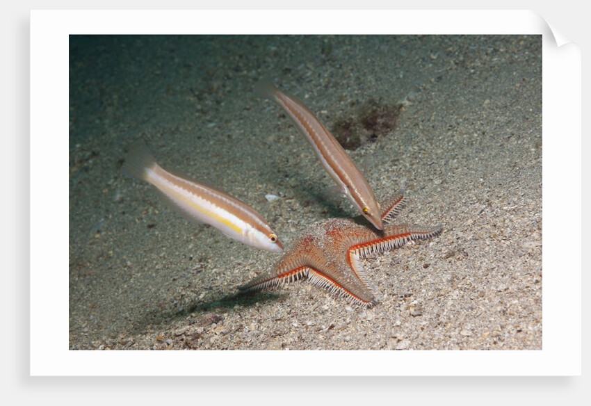 Juvenile Rainbow Wrasses by Anonymous
