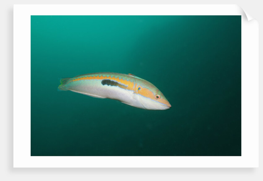 Rainbow Wrasse by Anonymous