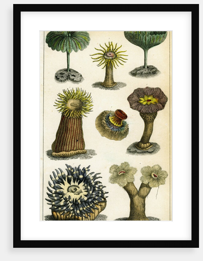 Sea anemones by Anonymous