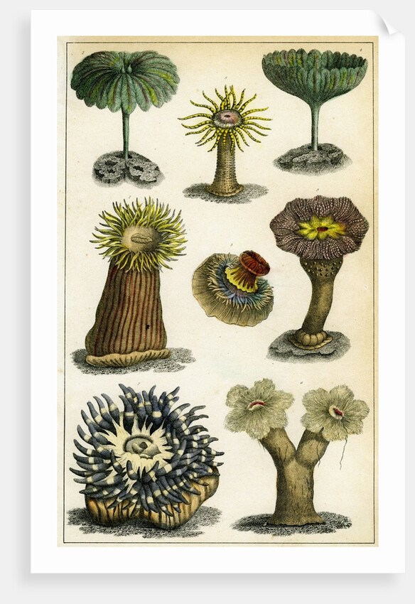 Sea anemones by Anonymous