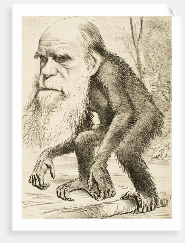 Caricature of Charles Darwin by Anonymous