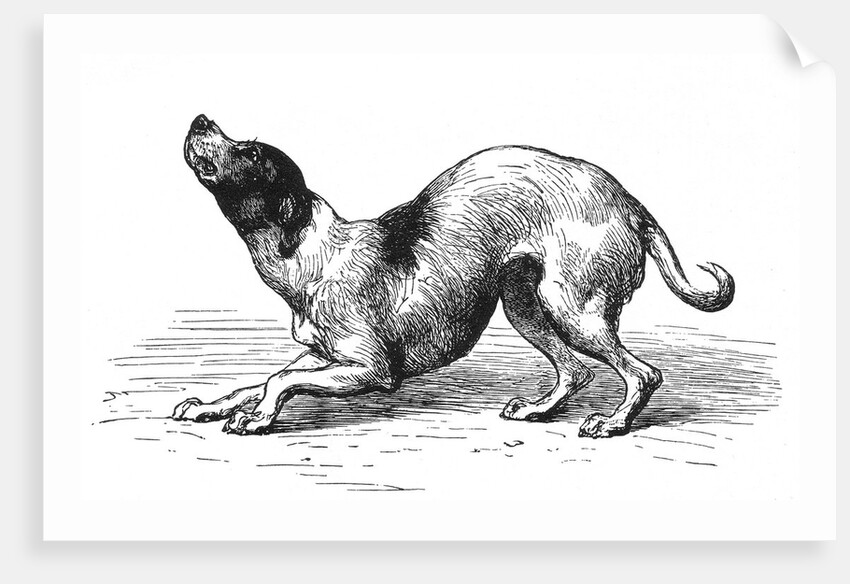 Submissive dog by Anonymous