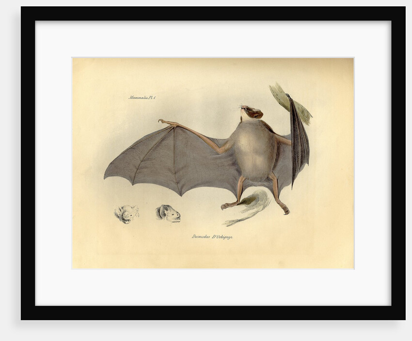 Color lithograph of bat by Anonymous