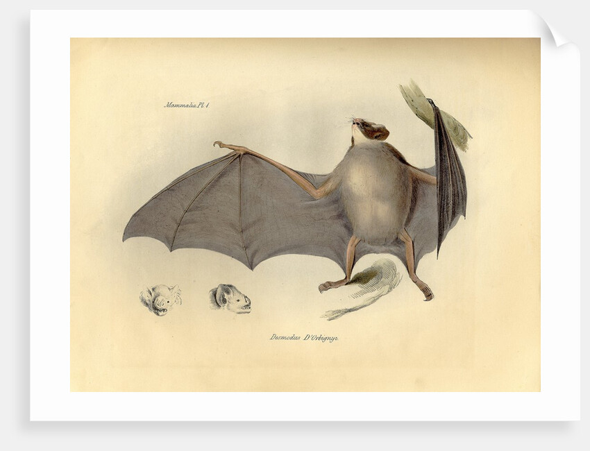 Color lithograph of bat by Anonymous
