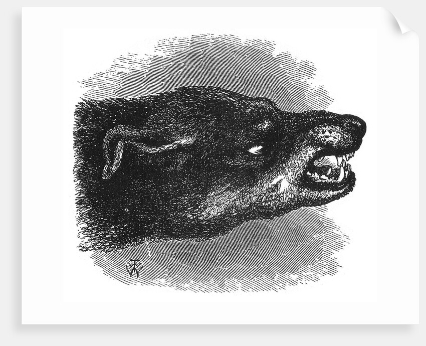 Head of snarling dog by Anonymous