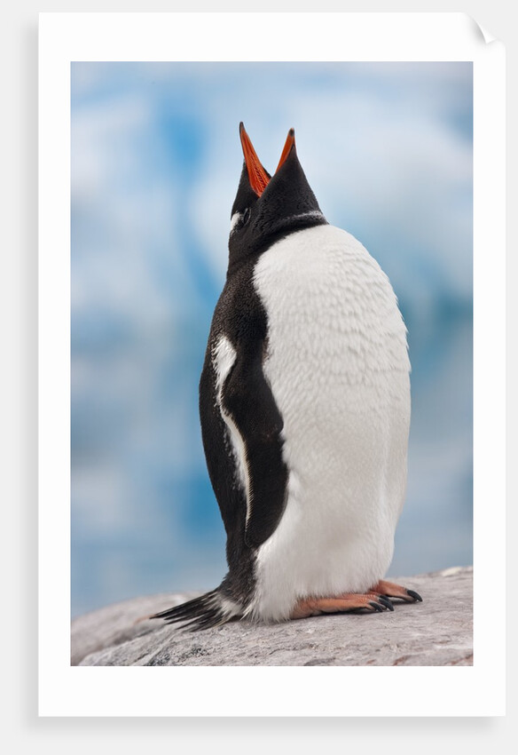 Gentoo Penguin Antarctica by Anonymous