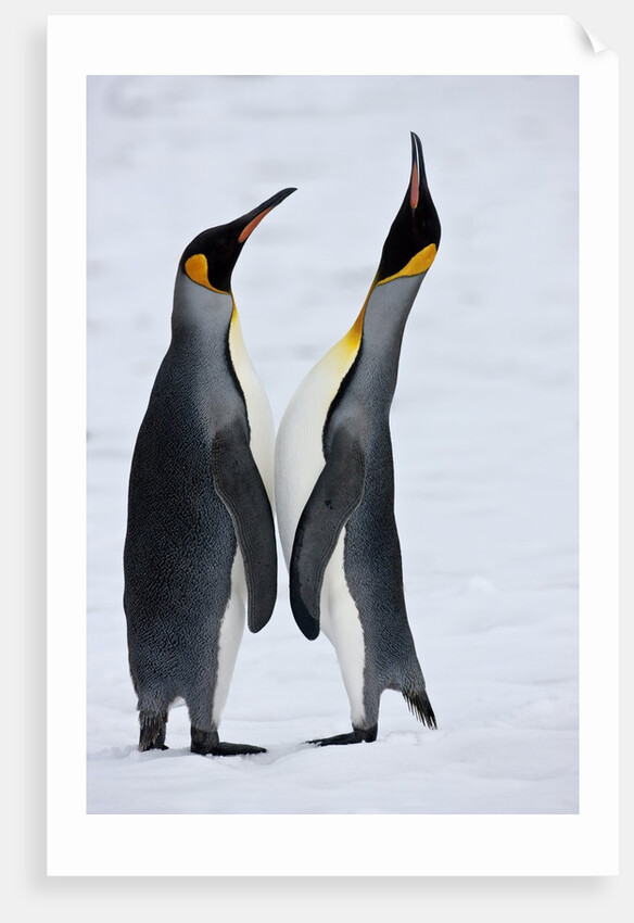 Pair King Penguins on fresh snows, South Georgia Island by Anonymous