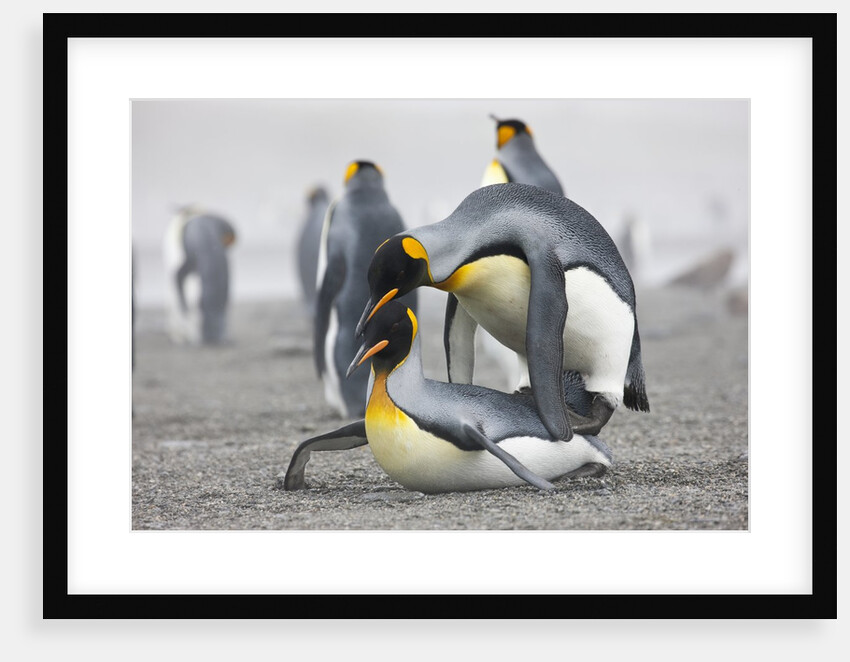 King Penguins about to mate, South Georgia Island by Anonymous