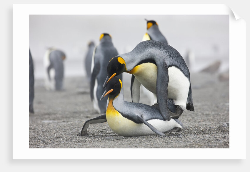 King Penguins about to mate, South Georgia Island by Anonymous