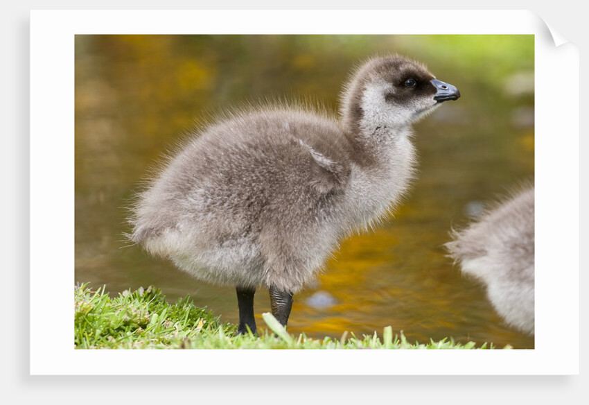Upland Goose baby at waters edge, Fakland Islands by Anonymous