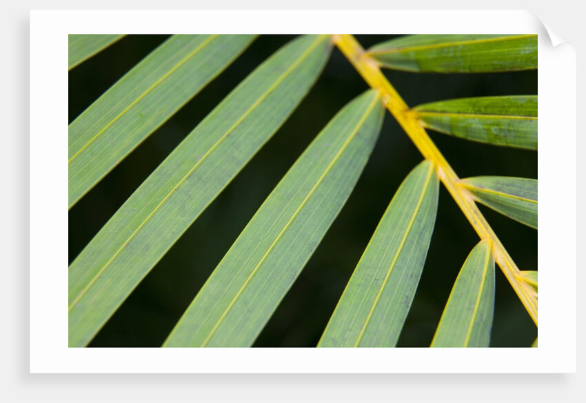 Closeup of palm leaves by Anonymous