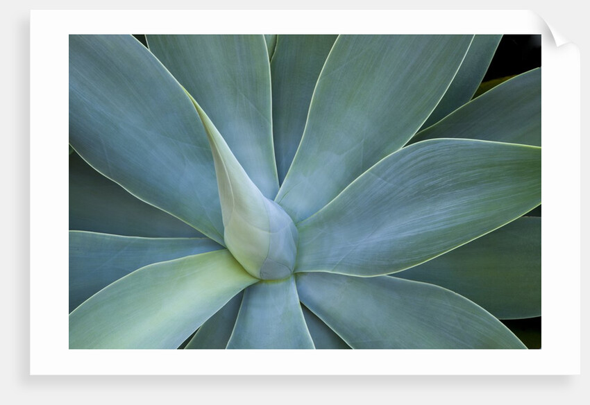 Agave on the island of Maui, Hawaii by Anonymous