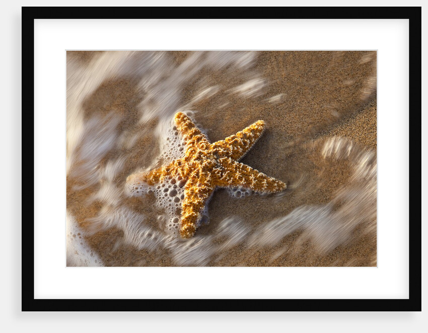 Starfish on the sandy beachs of Keihi, Maui Hawaii in the evening light by Anonymous