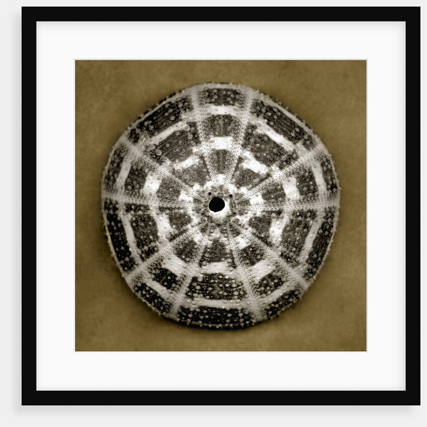 Alphonso Sea Urchin by Anonymous