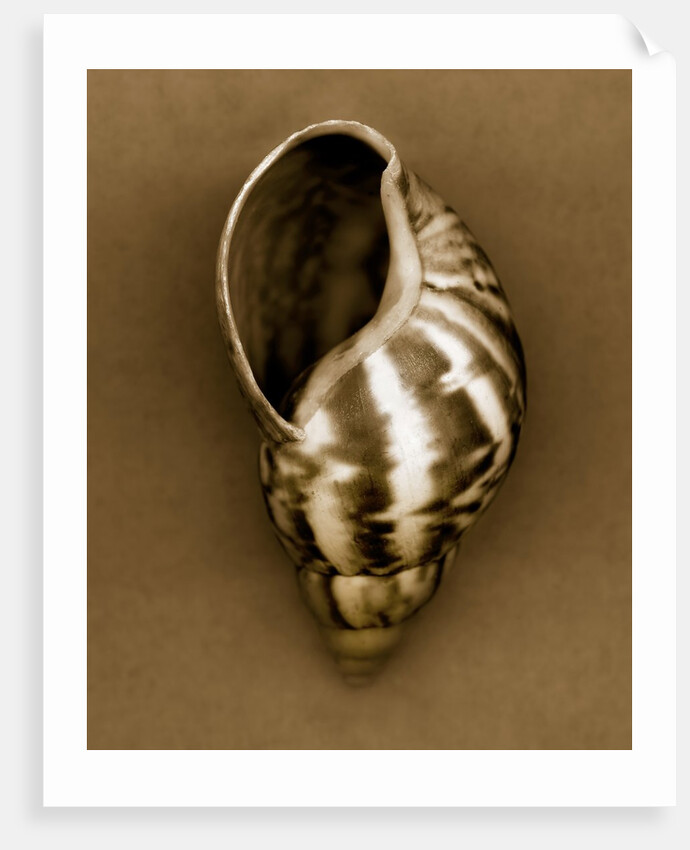 Babylon Shell by Anonymous